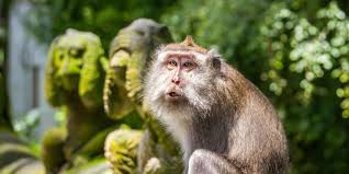 Bali Ultimate Monkey Forest Tour : All Inclusive