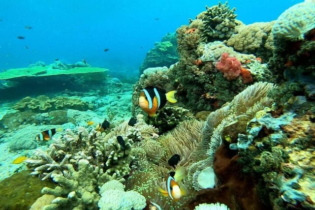 Nusa Penida Snorkeling Tour : All Inclusive